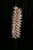 Polygonum bistorta RCP 6-08 038.jpg